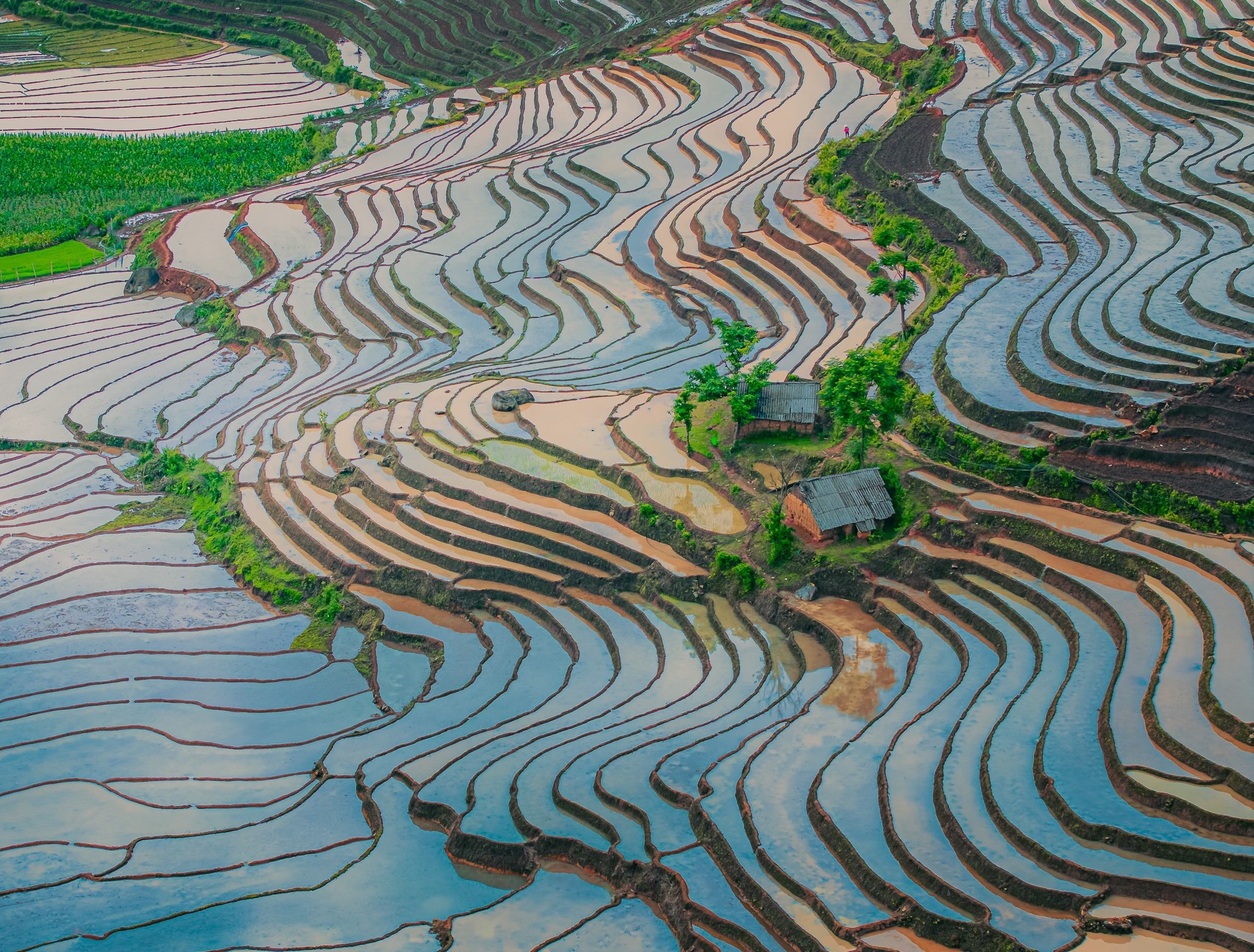 “Họa tiết” từ những thửa ruộng bậc thang mùa nước đổ tại Y Tý. Du lịch Y Tý mùa này, ngoài ngắm cảnh chụp ảnh, thăm nhà người Hà Nhì, du khách có thể tham gia cả các lễ hội truyền thống liên quan tới đời sống cày cấy như lễ gieo thóc, nhổ mạ... cầu mùa màng bội thu, mua thuận gió hòa. 
