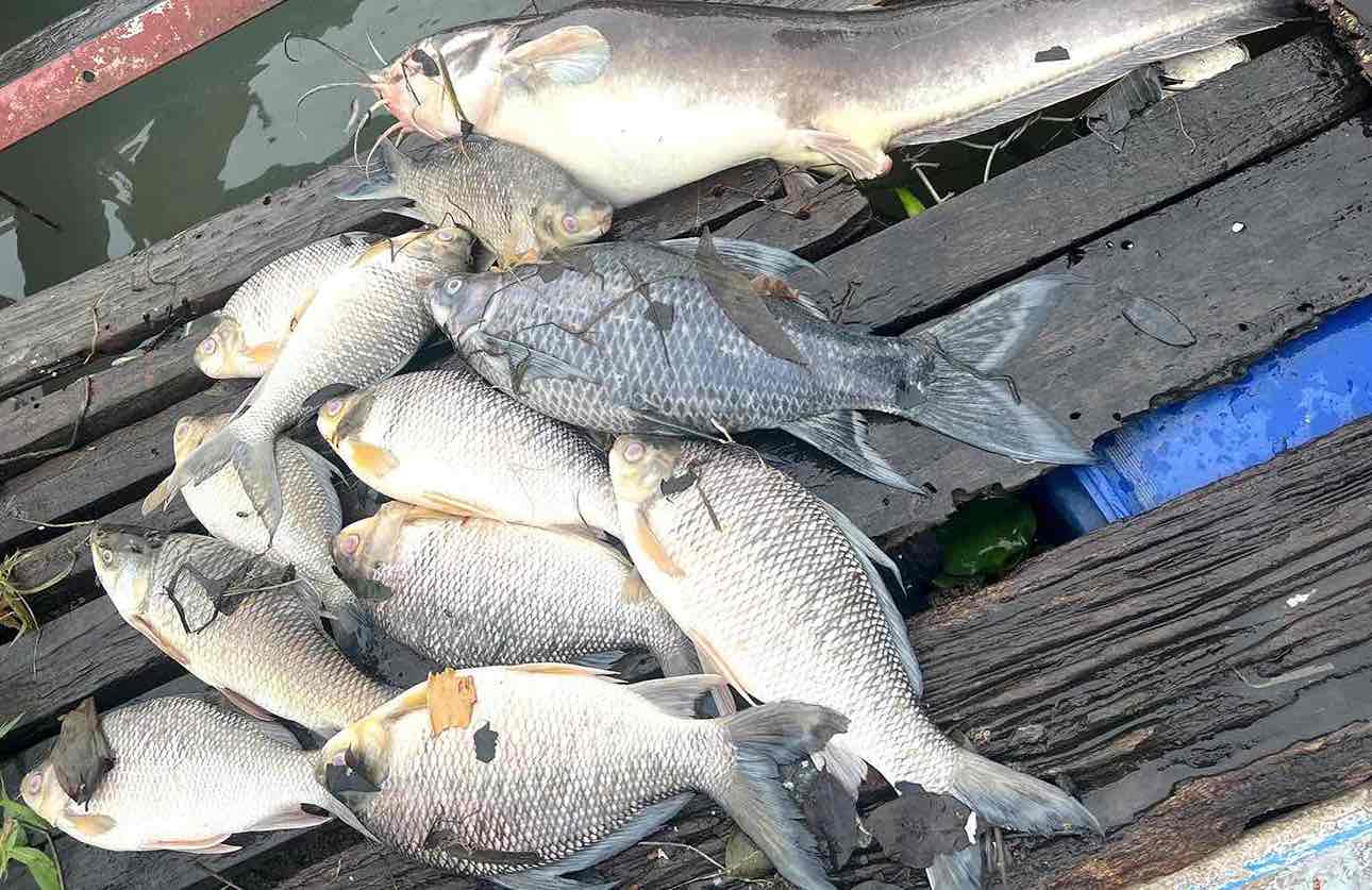 Alrededor de 6 toneladas de balsas levantadas en el rio Dong Nai, el largo barrio de Binh Tan, Bien Hoa City murio una serie despues de una fuerte lluvia el 29 de mayo. Foto: HAC