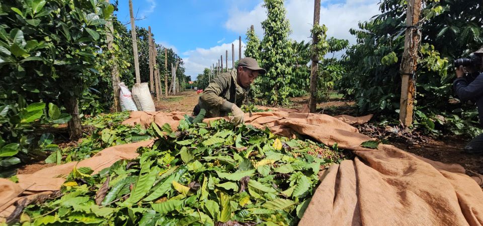 The coffee industry is facing challenges from importing countries. Photo: Bao Lam