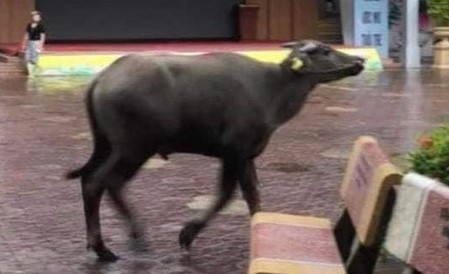 Un caso de buey loco en el examen de la Marina. Foto: La gente esta de acuerdo