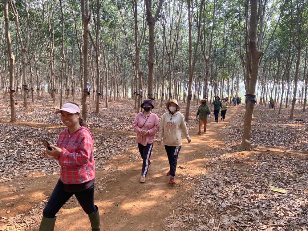 Los trabajadores vienen a los lotes de goma para aprender a rasurar los sombreros, a cosechar los productos. Imagen de la pagina web de la organizacion