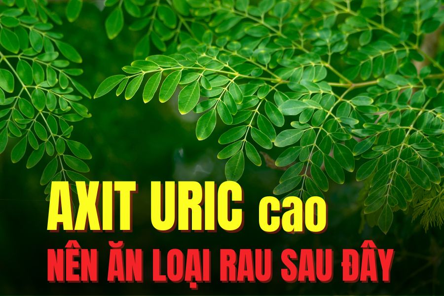 Moringa has many health benefits, good for people with a high uric acid index. Graphics: Tra My