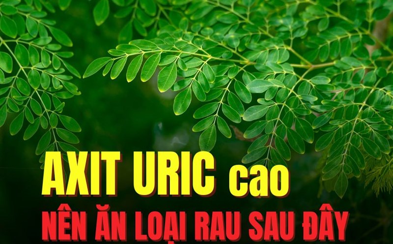 Moringa has many health benefits, good for people with a high uric acid index. Graphics: Tra My