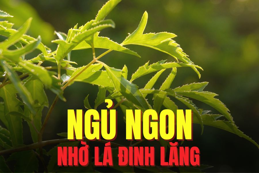 Lentil leaves can help you sleep well and deeply. Graphics: Tra My