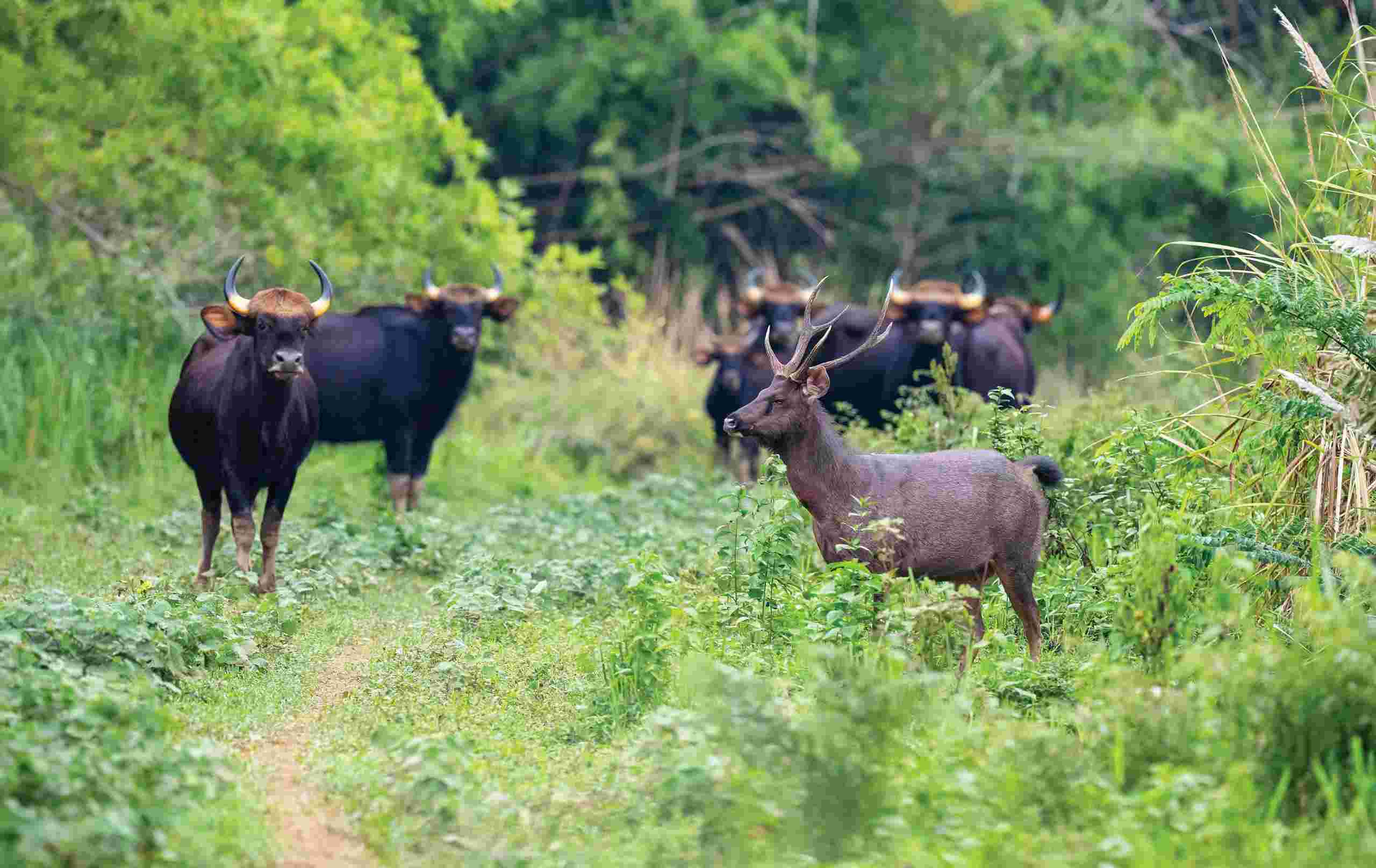A herd of goose cows. Photo: Lam Hong