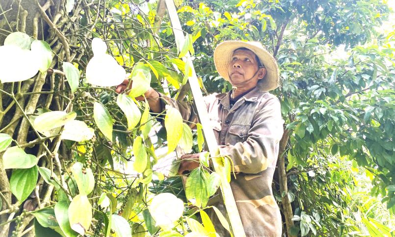 La gente tiene que estar en la escalera para recoger el albaricoque. Imagen de la pagina de la revista