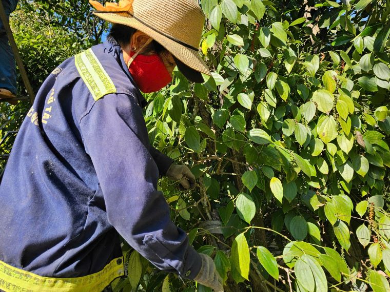 Pepper is becoming a crop that brings good income to people. Photo: Bao Lam