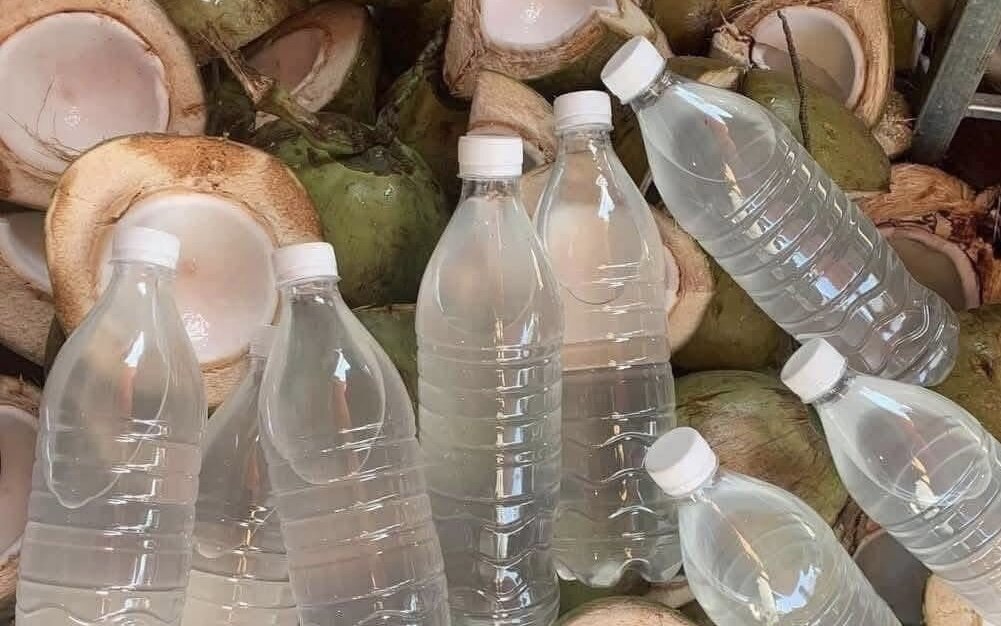Drinking coconut water in the morning is a habit of many people. Kieu Vu