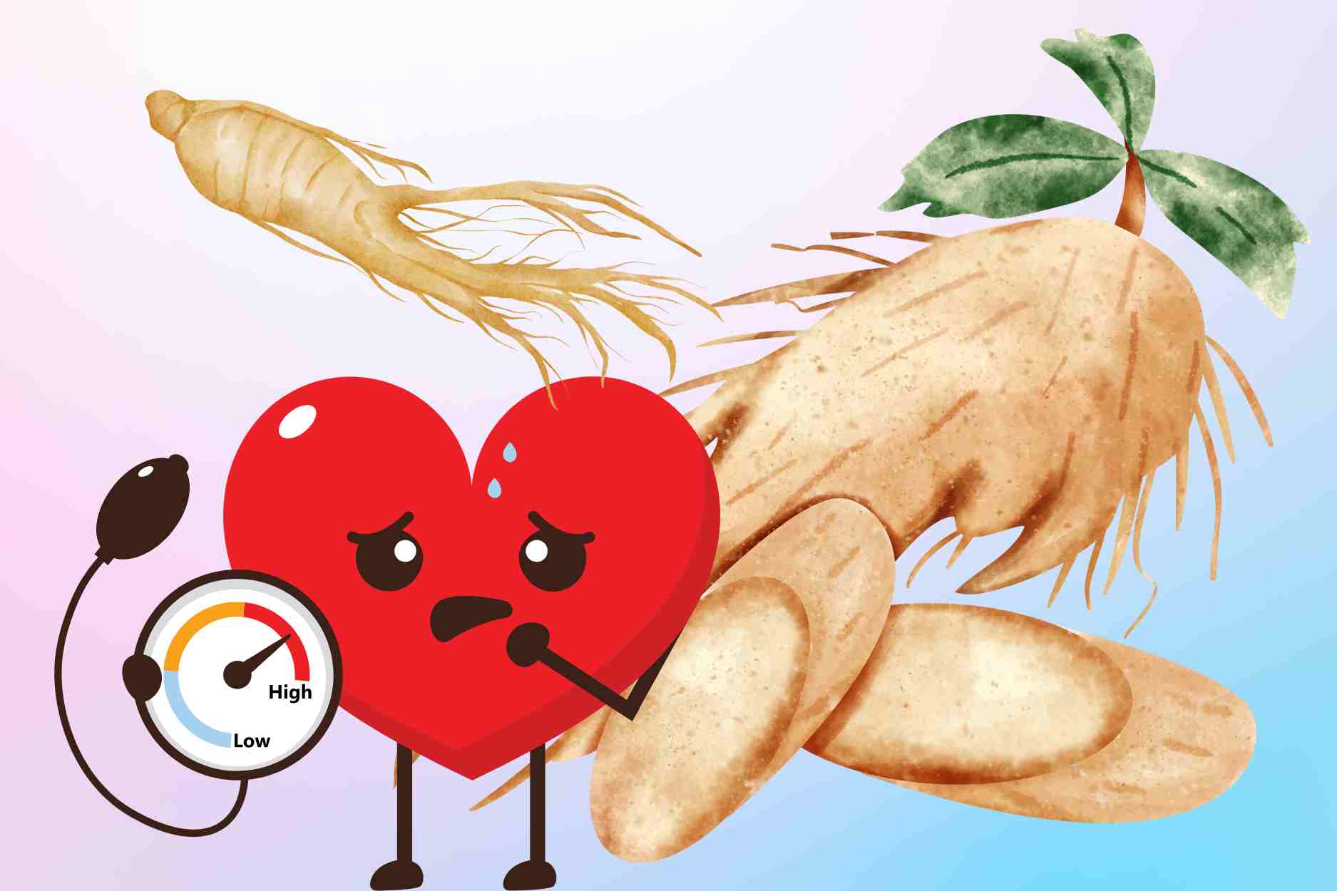 Use ginseng properly to avoid risks for people with high blood pressure. Graphics: Dinh Dinh