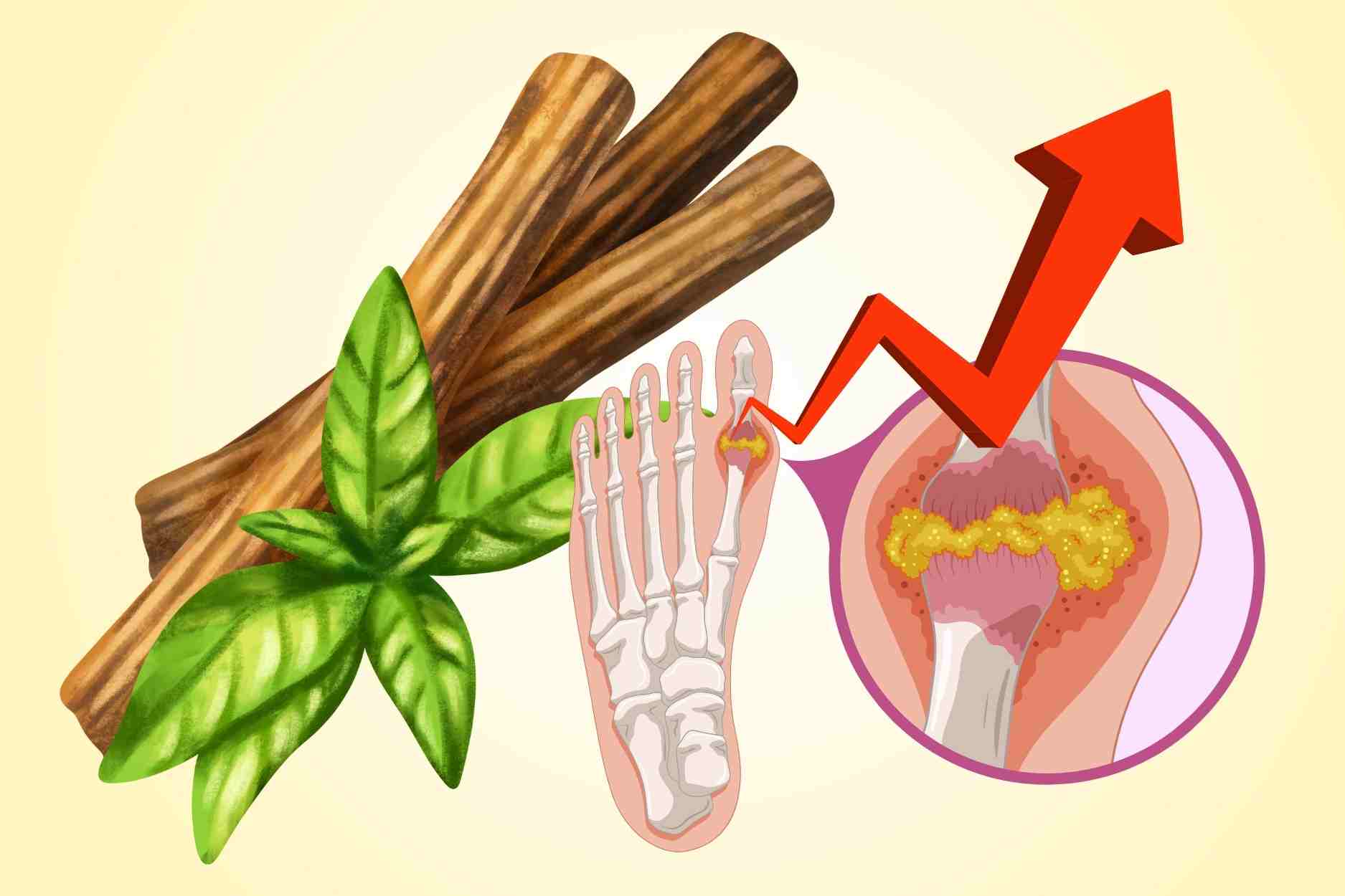 Precious medicine is considered a herb, but people with high uric acid should stay away from it. Graphics: Dinh Dinh