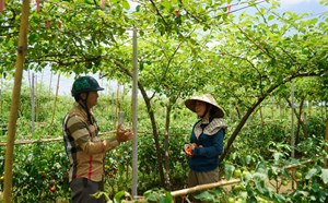 Hàng nghìn tấn cà chua ở Đồ Sơn, Hải Phòng chờ tiêu thụ