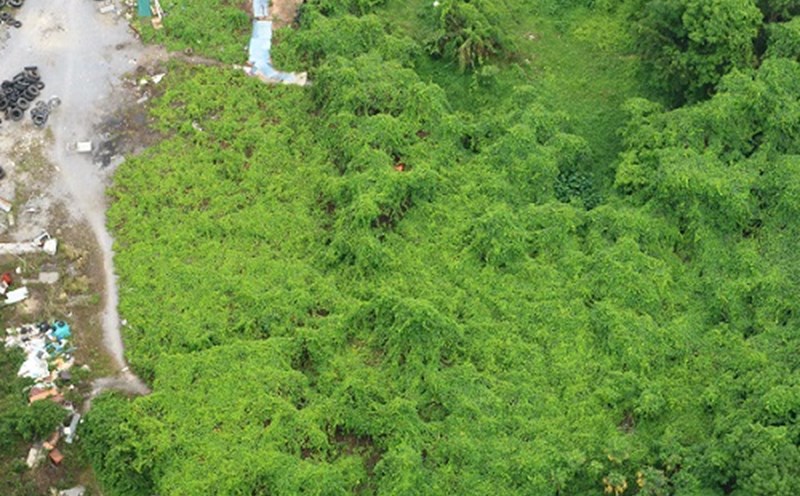 VNPT's project has been abandoned for many years. Photo: Reporter