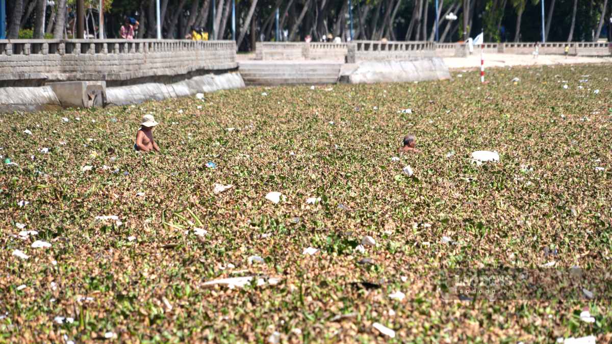 Co nguoi phai bang qua doan dai luc binh de den vi tri tam bien quen thuoc. Nhieu nguoi cho biet, nuoc phia ngoai khu vuc luc binh bao phu van sach va trong xanh. Anh: Thanh An