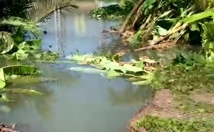 Thiệt hại 150 triệu đồng do sạt lở 40 mét đê tại huyện Vũng Liêm