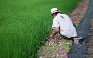 Tỉnh Tiền Giang hoàn thành xây dựng nông thôn mới năm 2024