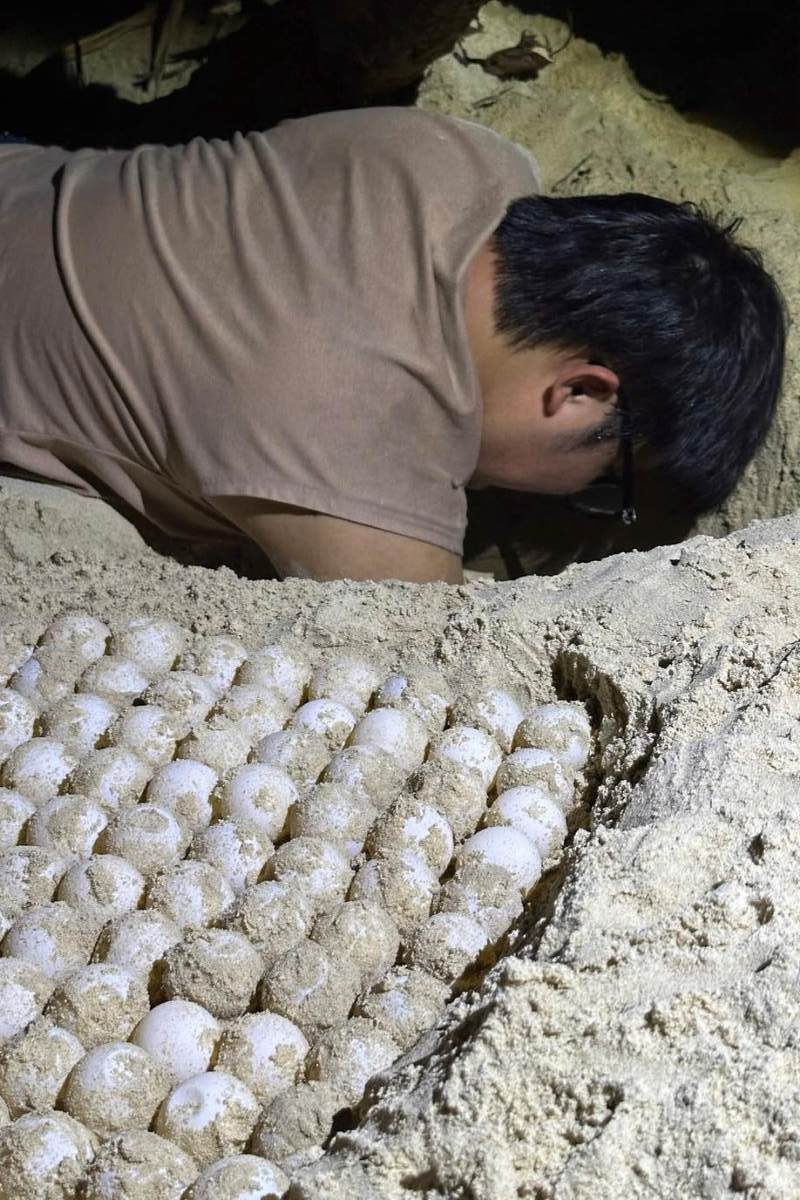 Conservation staff move the egg follicles to the lake in Con Dao to ensure safety and increase the growth rate of eggs. Photo: Provided by Con Dao National Park