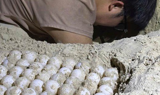 Nhân viên bảo tồn di dời ổ trứng về hồ ấp ở Côn Đảo để đảm bảo an toàn, tăng tỉ lệ nở của trứng. Ảnh: VQG Côn Đảo cung cấp