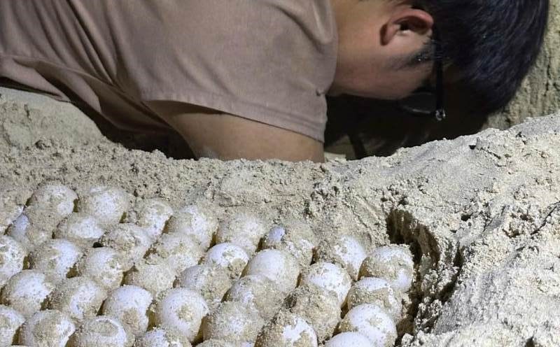 Conservation staff move the egg follicles to the lake in Con Dao to ensure safety and increase the growth rate of eggs. Photo: Provided by Con Dao National Park