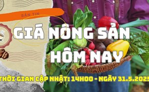 Giá nông sản hôm nay 31.5: Giá cà phê, tiêu chìm trong sắc đỏ
