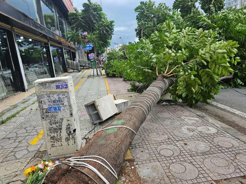 Mot cay xanh dai khoang 10 m bat ngo do sap tren duong Thanh Thai (Quan 10). Anh: The Toan