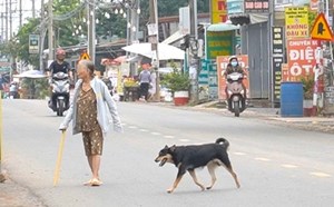 Chó chạy rông cắn 6 người ở Đồng Nai được xác định dương tính với virus dại