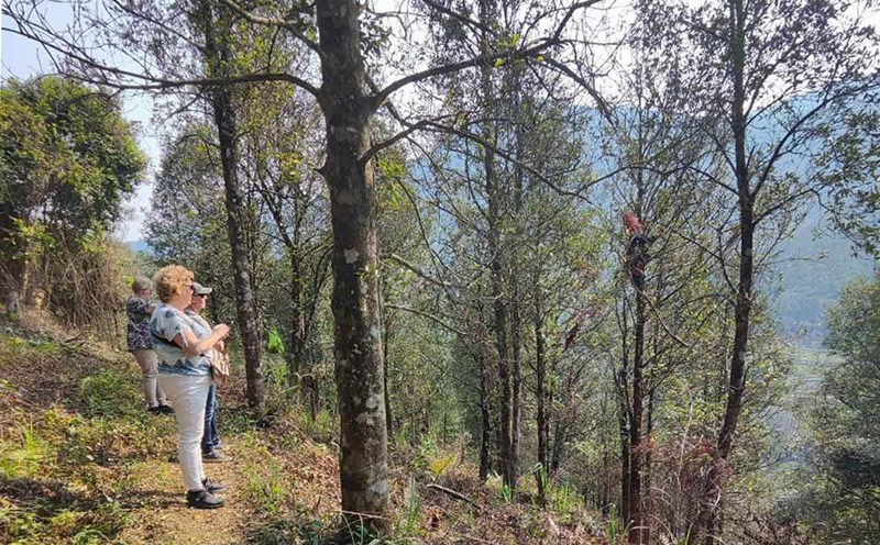 International tourists walking through the forest of Dong Van commune, Binh Lieu district. Photo: Duong Phuc Thiem