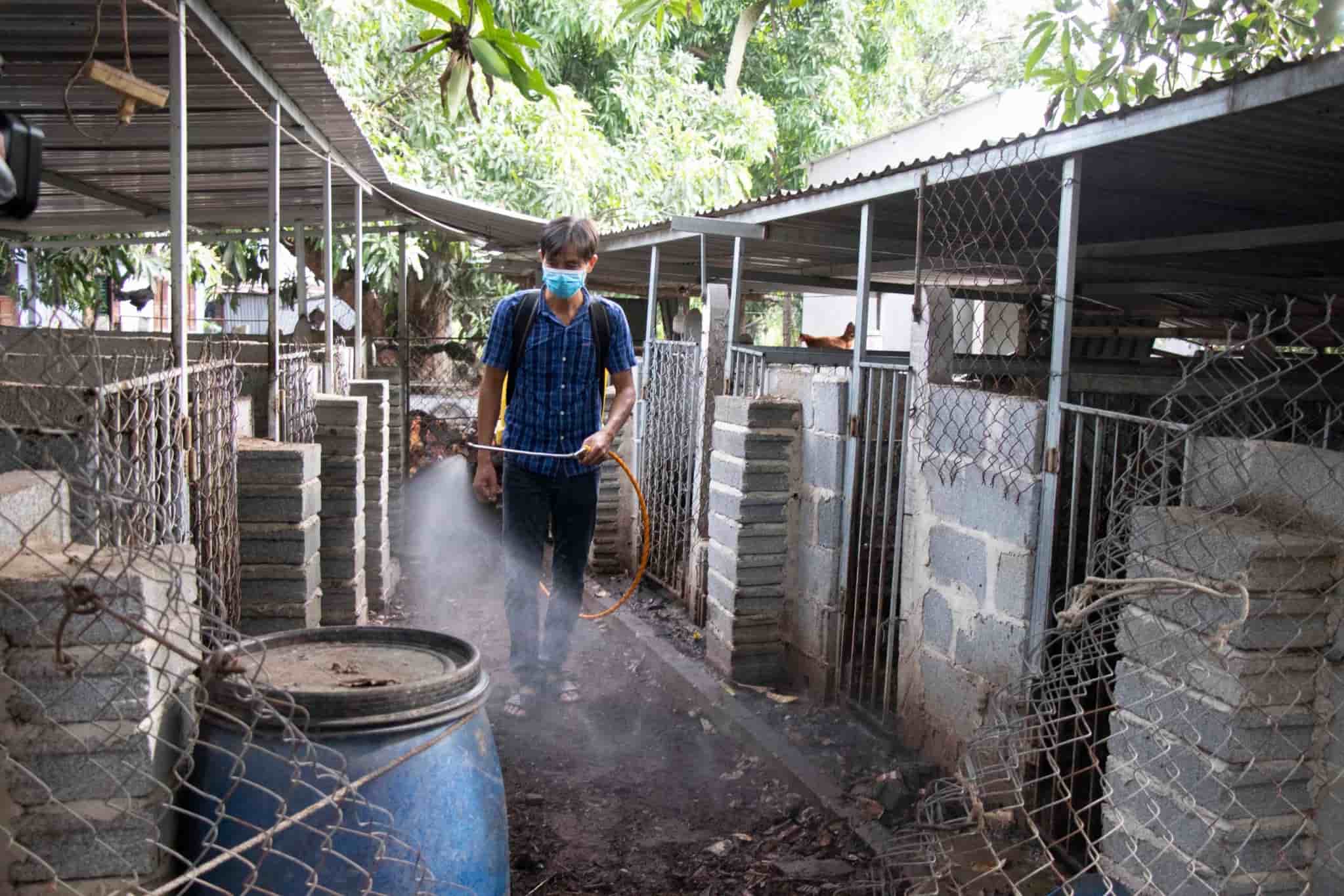 Khanh Hoa province assessed that the locality still has many potential risks of dangerous diseases in livestock. Photo: Dang Anh