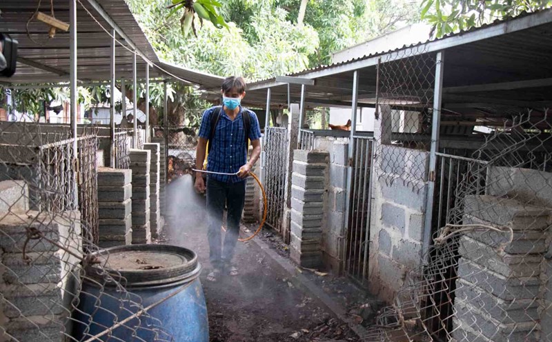 Khanh Hoa province assessed that the locality still has many potential risks of dangerous diseases in livestock. Photo: Dang Anh