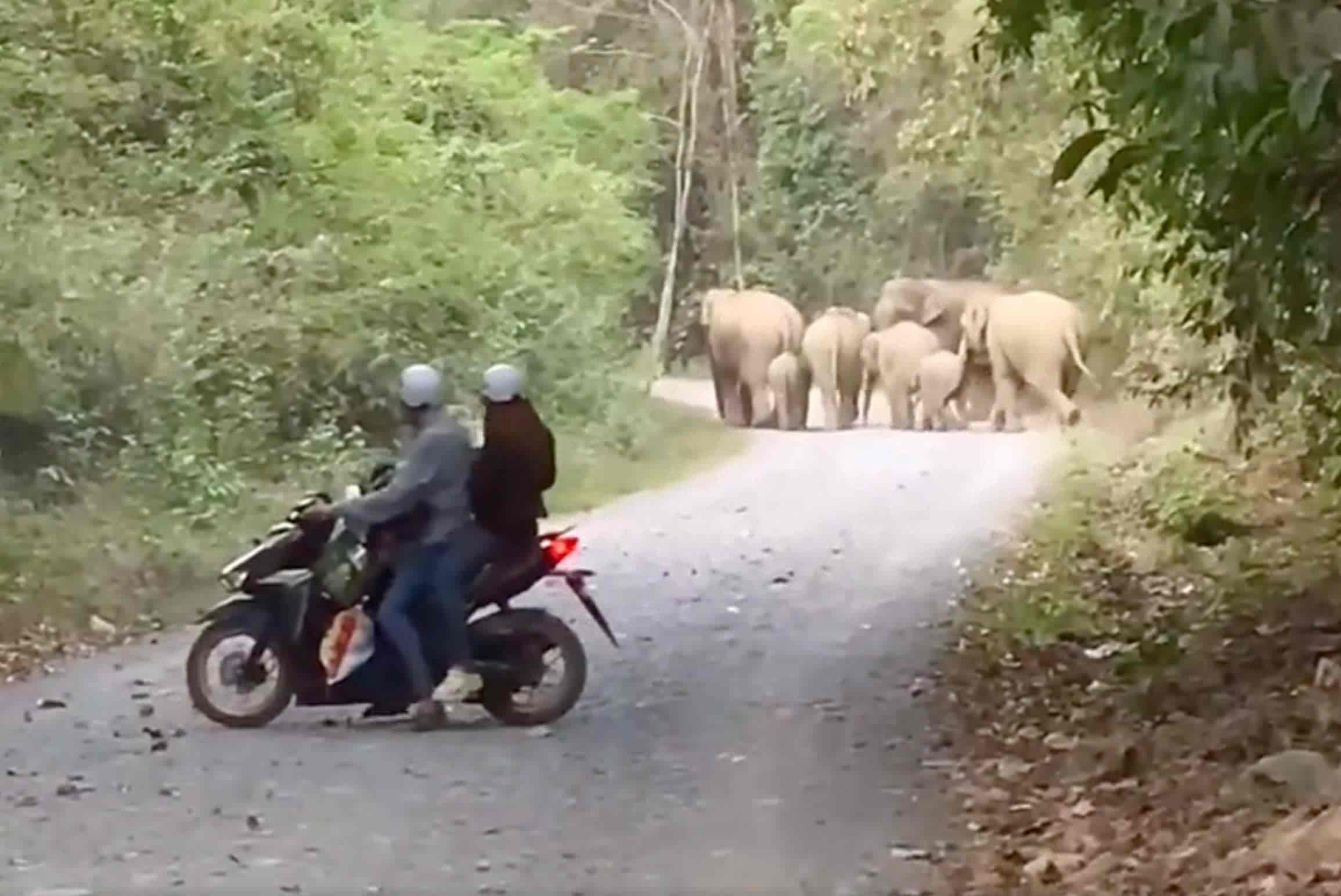 El elefante silvestre aparece regularmente en el area de la comuna de Mada, distrito de Vinh Cuo (Dong Nai) en los ultimos tiempos. El corto de un clip