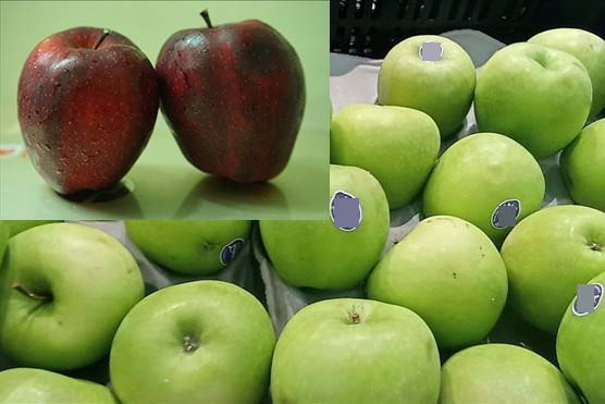 Green apples and red apples both have gut health benefits, but they have differences in fiber, blood sugar and antioxidant effects. Photo: Thanh Ngoc