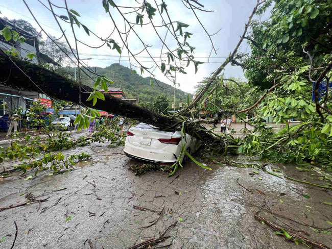 A hundred-year-old banyan tree fell across the road in Hoa Binh City, crushing a car. Photo: Minh Nguyen