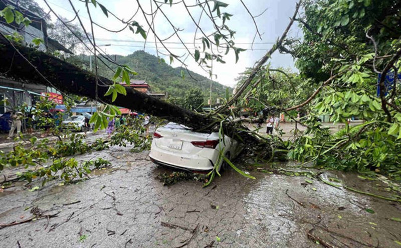 A hundred-year-old banyan tree fell across the road in Hoa Binh City, crushing a car. Photo: Minh Nguyen