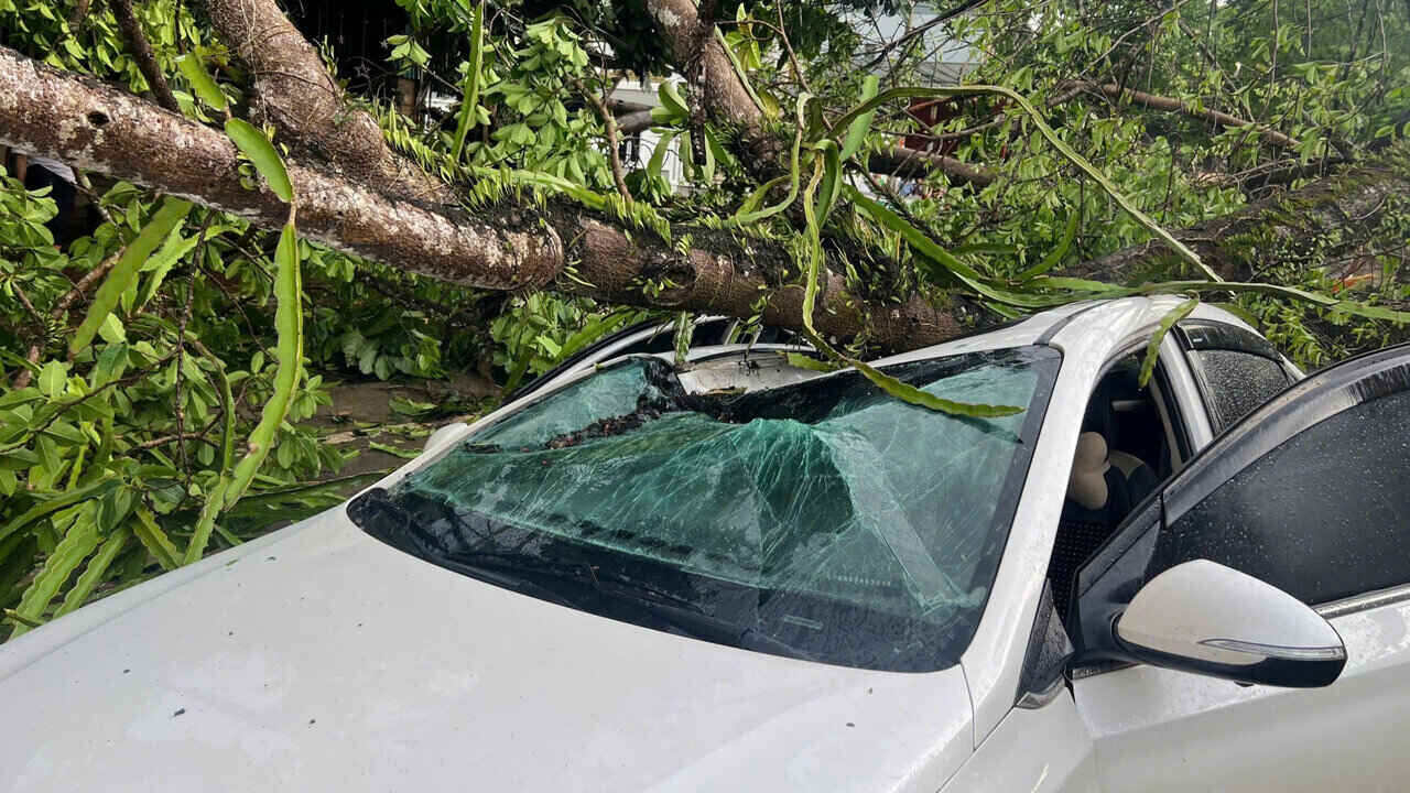 The scene of a hundred-year-old banyan tree falling across the road in Hoa Binh, crushing a car. Photo: Minh Nguyen