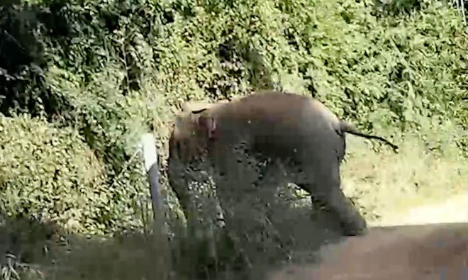 El elefante silvestre aparece en el municipio de Ta Lai, distrito de Xin Phu, Dong Nai. Ilustracion cortada de un clip