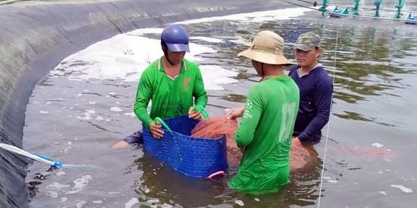 Cosecha de camarones criados en el Caucaso. Imagen de un lago en Japon