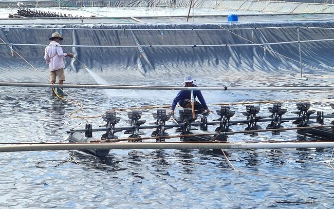 Ca Mau chuan bi cho vu mua moi bat chap Hoa Ky ap thue doi ung voi mat hang xuat khau cua Viet Nam. Anh: Nhat Ho