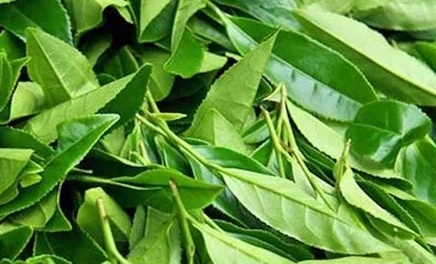 People with liver disease, who have impaired liver function, should still be cautious when using green tea or extract from green tea. Photo: Kieu Vu