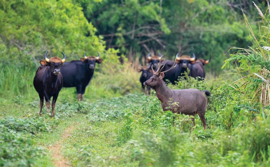 Mientras patrullaba el bosque, el Sr. Ding Van Kien fue atacado por un grupo de toros. Imagen de la lampara roja