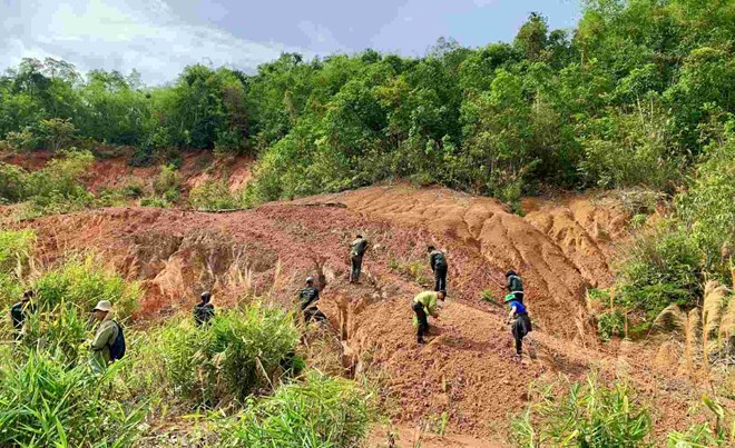 Đắk Nông lên kế hoạch trồng 73.000 cây xanh năm 2025. Ảnh: Bảo Lâm