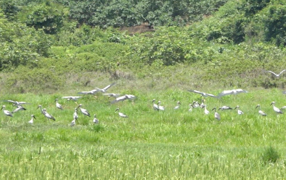Los cucarachas aparecieron en los campos de arroz. Imagen de la pagina web de la organizacion