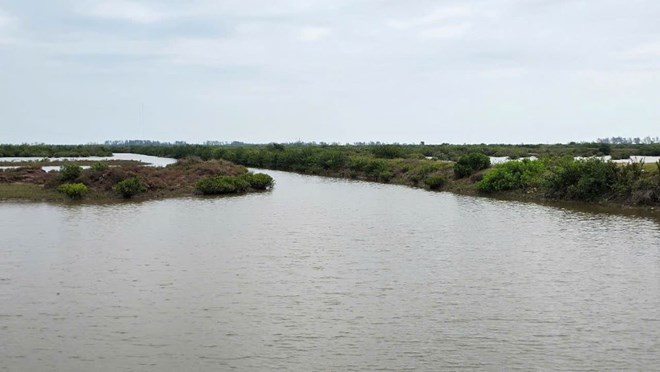 Phó Chủ tịch huyện nói lý do sắp cưỡng chế thu hồi hơn 60ha đất đầm Cồn Vành ở Thái Bình