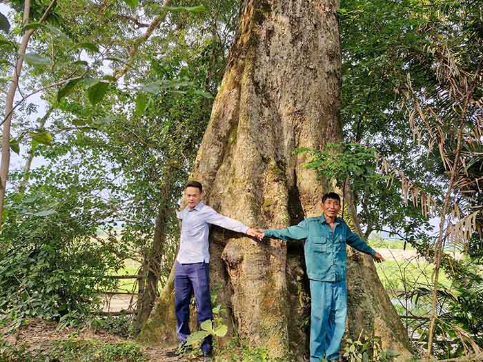 El viejo arbol de la vida en el pueblo 1, en la comuna de Hang Do tiene raices grandes, tres personas que se abrazan sin parar. Imagen: El hombre.