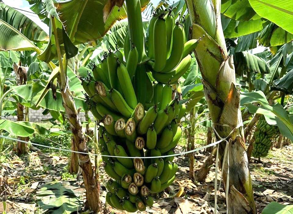 Many banana blocks in Hung Binh Hamlet, Hung Thinh Commune, Trang Bom District were chopped down. Photo: Dong Nai Provincial Police