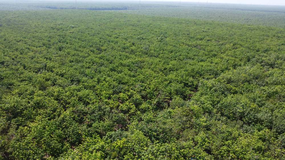 Pacifico para el cambio de uso de la tierra de la tierra agricola a traves de la explotacion de la piedra mineral para la construccion. Imagen: El peso