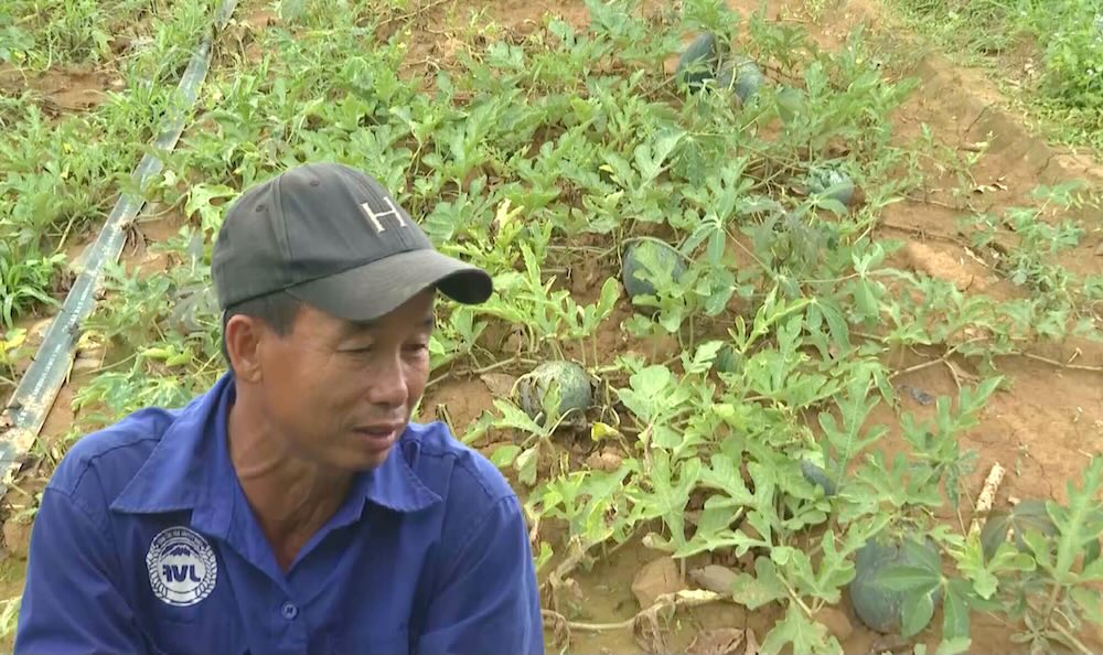 La melancia perdio su temporada en el distrito de Baotcha, provincia de Quang Binh.
