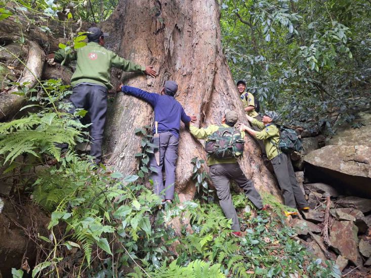 Un arbol grande en el bosque especial de Gia Lai. Imagen de la pagina