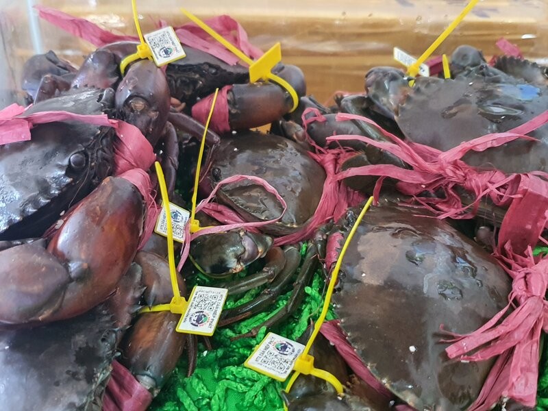 Cua Ca Mau da duoc cap ma vach, co chi dan dia ly, thuong hieu nen co hoi de vao cac sieu thi, thi truong ngoai nuoc rat lon. Anh: Nhat Ho
