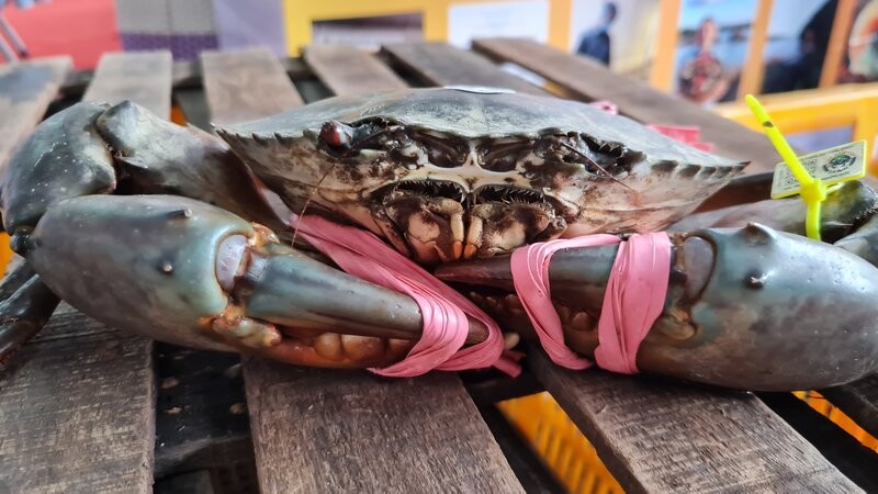Ca Mau crab has a strong brand, a great export opportunity, not inferior to shrimp. Photo: Nhat Ho
