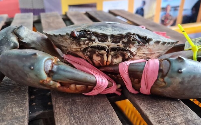 Ca Mau crab has a strong brand, a great export opportunity, not inferior to shrimp. Photo: Nhat Ho