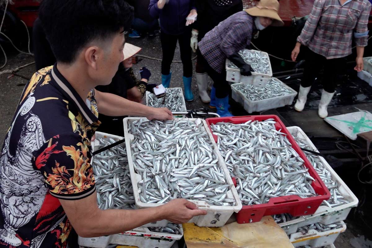 El puerto de pescado de Cang Thuy, Cangpha, provincia de Quang Ninh, esta activo despues de que no haya reuniones de mercado. Imagen: El Renacimiento